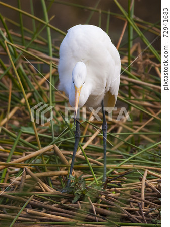 Great Egret, South Africa 72941683