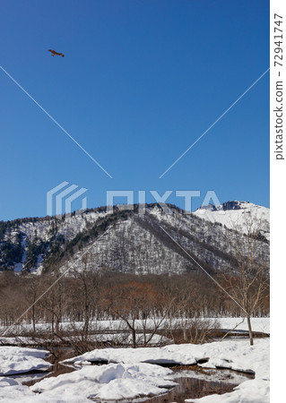 Snow Ozegahara and black kite Snow Ozegahara and black kite 72941747
