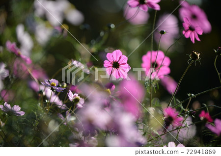早晨的陽光下的波斯菊(2020) 早晨的陽光下的波斯菊(2020) 72941869