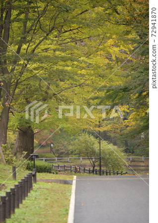 銀杏樹成排的風景(2020) 銀杏樹成排的風景(2020) 72941870