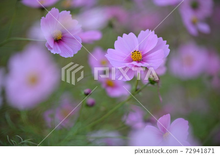 早晨的陽光下的波斯菊（2020） 72941871