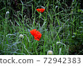 Beautiful red poppy on green grass 72942383