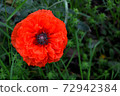 Beautiful red poppy on green grass 72942384