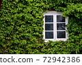 Wooden house wall with white window, the wall is not visible due to green ivy in Skansen Sweden 72942386