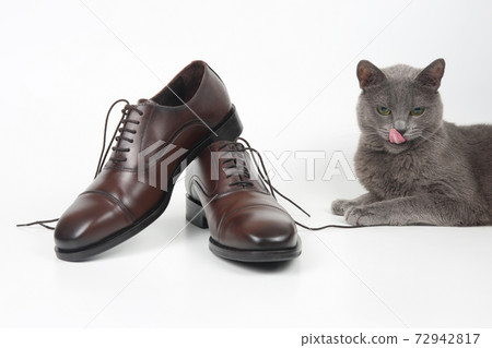 Grey cat sitting next to classic brown Oxford shoes on white background 72942817