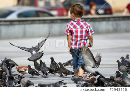 boy walks near the flocks of pigeons boy walks near the flocks of pigeons 72943536