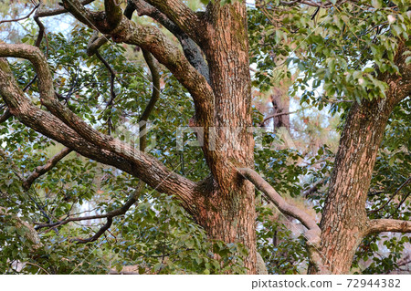 brownish tree branches in winter brownish tree branches in winter 72944382