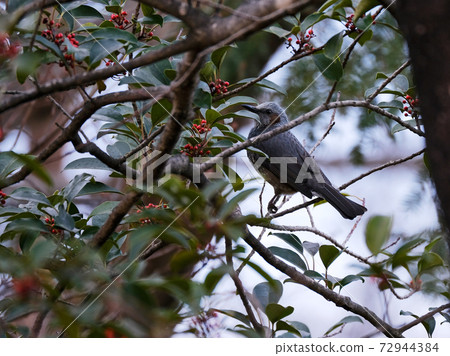 brown-eared bulbul on a branch picking fruit in winter brown-eared bulbul on a branch picking fruit in winter 72944384