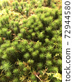 Moss 72944580