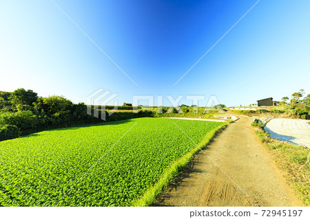 湘南三浦半島的特產蘿蔔田，白菜田的秋冬季 72945197