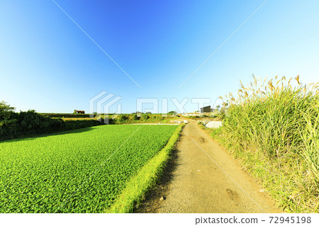 湘南三浦半島的特產蘿蔔田，白菜田的秋冬季 72945198