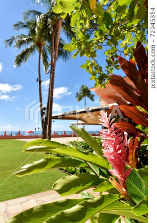 夏威夷的假期 夏威夷的假期 72945354