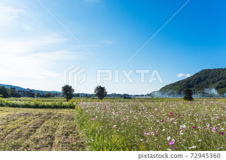 鄉村景觀與盛開的波斯菊，秋天在一個安靜的山蔭下 72945360