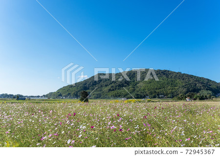 Rural landscape with cosmos blooming, autumn in the quiet Sanin region 72945367