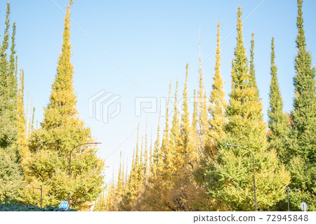 Autumn Jingu Gaien Icho-lined scenery 72945848