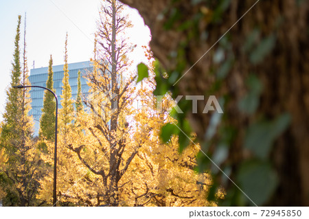 Autumn Jingu Gaien Icho-lined scenery Autumn Jingu Gaien Icho-lined scenery 72945850