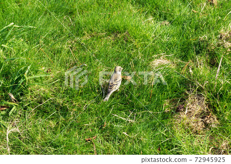 綠草中的一隻可愛的麻雀 72945925