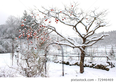 Persimmon tree on a snowy day Persimmon tree on a snowy day 72946469