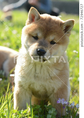 柴犬兩個月大的小狗 柴犬兩個月大的小狗 72946727