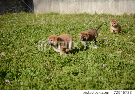 三隻幼犬奔跑 72946728