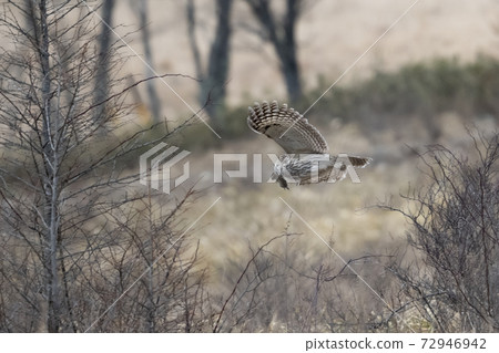 owl owl 72946942