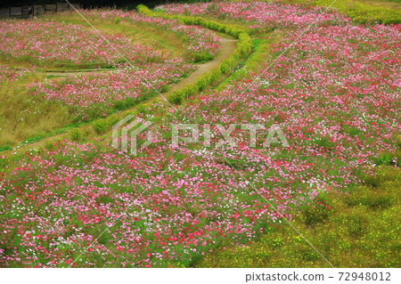 栗濱花鄉宇宙花園宇宙 72948012