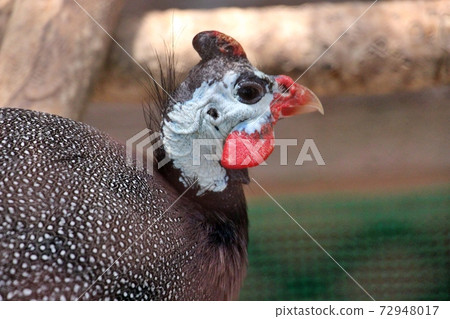 Guinea fowl 72948017