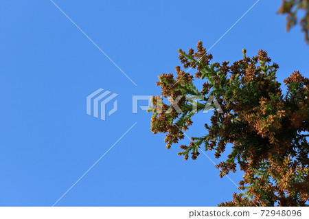 Japanese cedar pollen female flower Japanese cedar pollen female flower 72948096