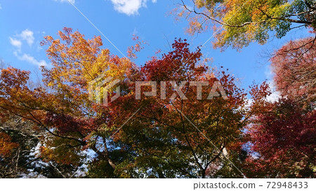 Trees with autumn leaves in the clear sky 72948433