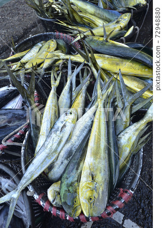 Fish, saury, fishery Fish, saury, fishery 72948880