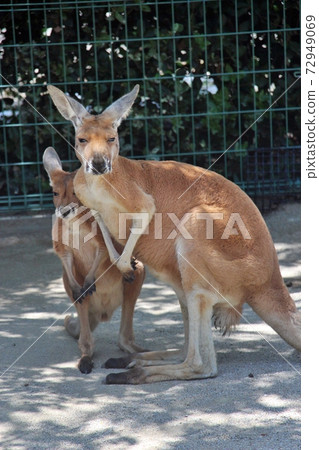 Red Kangaroo Parent and Child 72949069