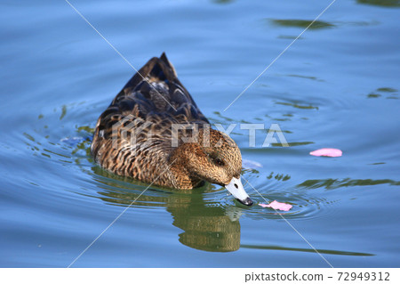 A cute duck going to eat pink petals 72949312