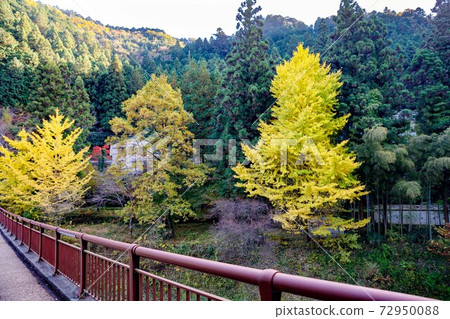 Autumn leaves in Akigawa Valley, Akigawa City, Tokyo Ishibunebashi Ginkgo Autumn leaves in Akigawa Valley, Akigawa City, Tokyo Ishibunebashi Ginkgo 72950088