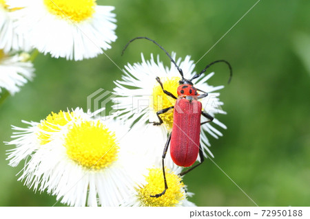 Benika Mikiri perching on Hargio flowers 72950188