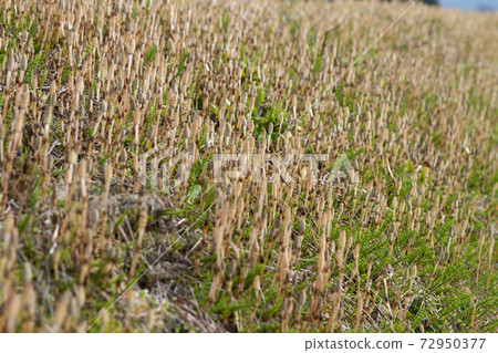 Horsetail that grows in clusters 72950377