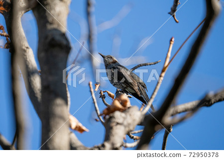 Bulbul staying on a tree branch under the winter sky 72950378