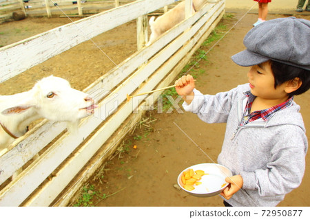A child feeding a goat 72950877