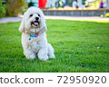poodle dog sit-down, white brown puppy dog play outside, green park background 72950920
