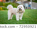 puppy dog, poodle terrier walking on park, Cute white poodle terrier, dog standing looking 72950921