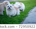 relax pets, animal funny, Three puppy playing on green grass, looking smile dogs 72950922
