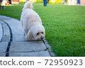 puppy dog, poodle terrier walking on park, Cute white poodle terrier, relax pet 72950923