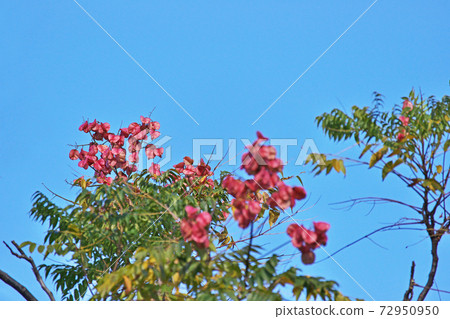 紅台灣果（秋、十一月） 72950950