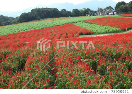 Awaji Hanasajiki的Salvia Awaji Hanasajiki的Salvia 72950951