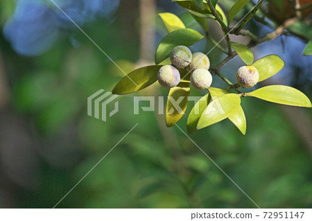 Nagi nut with white powder Nagi nut with white powder 72951147