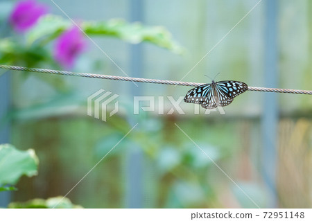 [Ryukyu Asagi Madara] Yubu Island "Butterfly Garden" 72951148