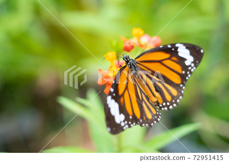 [Sujiguro Kabama Dara] Yubu Island "Butterfly Garden" 72951415