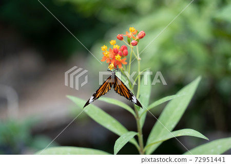 [松黑黑川麻場]由布島“蝴蝶園” 72951441