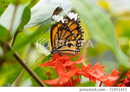 [Sujiguro Kabama Dara] Yubu Island "Butterfly Garden" 72951451