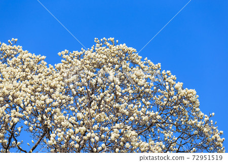 Spring_Mokuren盛開 72951519
