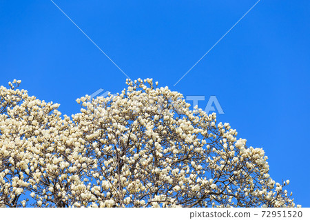 Spring_Mokuren盛開 72951520